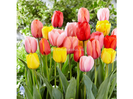 Лале хибрид дарвин микс/ Tulips darwin hybrid mixed - 1 бр.