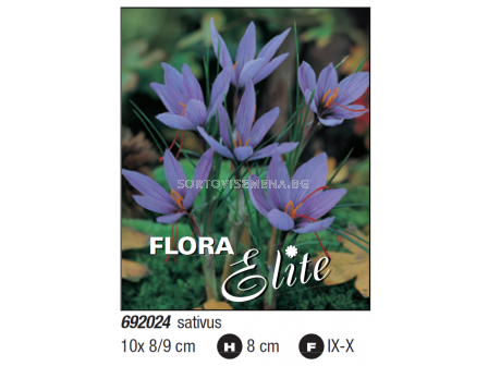 Шафран (Crocus sativus) 1 оп (10 бр) - 1
