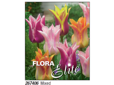 Лале микс/ Tulipa lily-flowered mixed - Пакет с 7 бр.