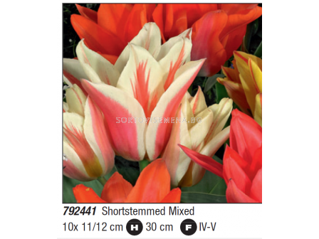 Лале микс/ Tulipa multiflowered shortstemmed mixed - Пакет с 10 бр.