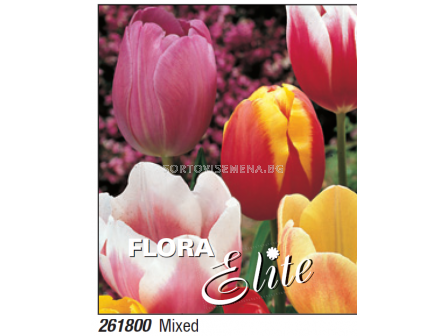 Лале микс/ Tulipa triumph mixed - Пакет с 7 бр.