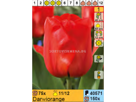 Лале/ Tulipa Darwiorange - 1 бр.