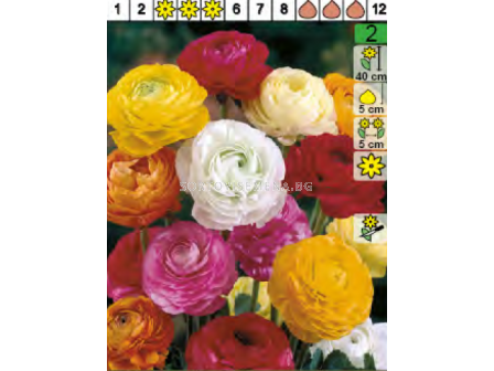 Ранункулус микс/ Ranunculus Mixed - Пакет с 8 бр.