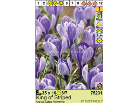Минзухар/ Crocus King of Striped - Пакет с 10 бр.