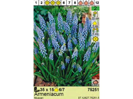 Мускари/ Muscari Armeniacum -  Пакет с 15 бр.