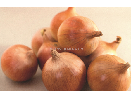 Семена лук Ироко/ Iroko F1 - 100 000 семена - 2