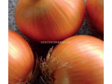 Семена лук Ироко/ Iroko F1 - 100 000 семена - 1