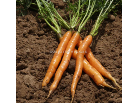 Семена моркови Спринт /Sprint - 1 кг