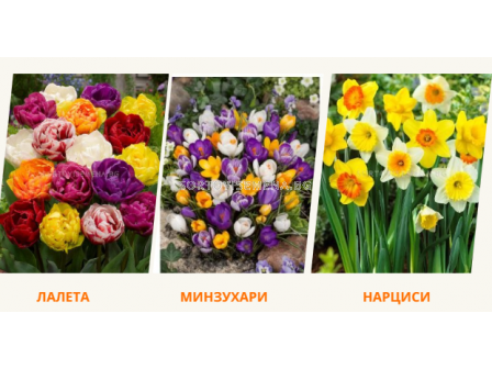 Разпродажба на есенни луковици - лалета, минзухари, нарциси (Сезон 2025)