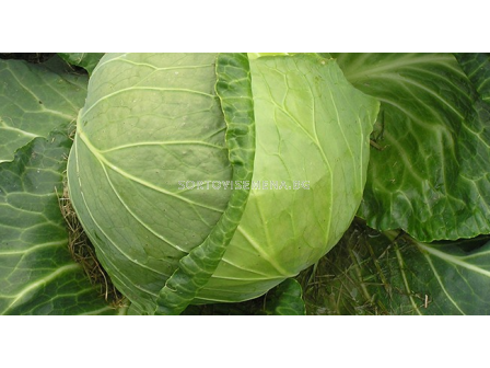 Семена зеле БАЛБРО/БЪРБЪН /60-65 дни/ - 2500 с. - 2