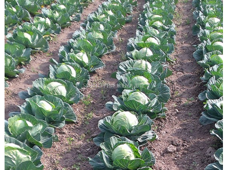 Семена зеле БАЛБРО/БЪРБЪН /60-65 дни/ - 2500 с. - 3