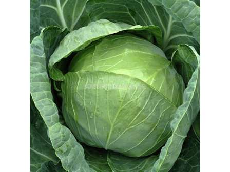 Семена зеле БАЛБРО/БЪРБЪН /60-65 дни/ - 2500 с. - 1