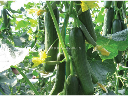 Семена краставици ТИМОР - 500 с.