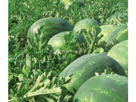 Семена дини СПЛЕНДИД/8-10кг/ - 500 с.