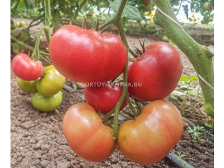 Семена домати МАНИСТЕЛА - розов - 500 с.