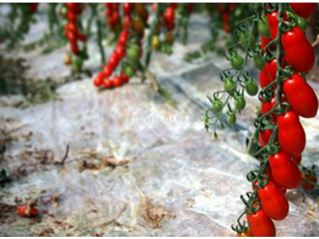 Семена домати ОРНЕЛА /плъм чери/ - 500 с.