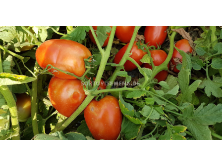 Семена домати ГАЛИЛЕА /тип рома/ - 500 с.