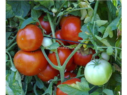 Семена домати ФАИДРА /салатен/ - 1000 с.