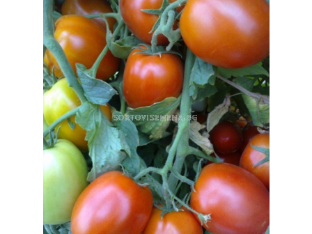 Семена домати ГАТО /тип рома/ - 1000 с.