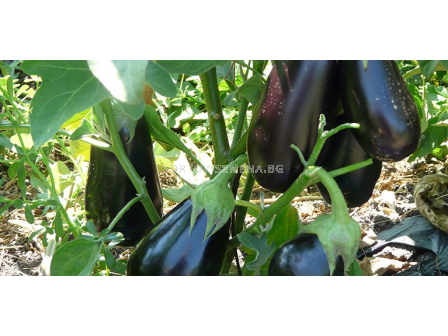 Семена патладжан АРАГОН - 1000 с.