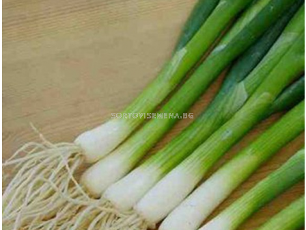 Семена зелен лук КАРЕЛ - 50 000 с.