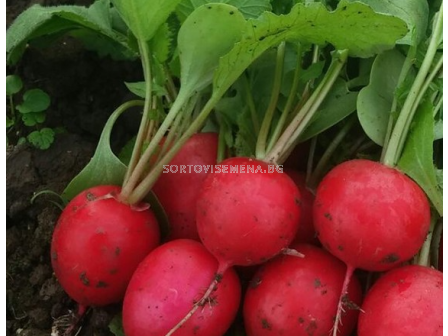 Семена репички ЧАРИТО - 500 г