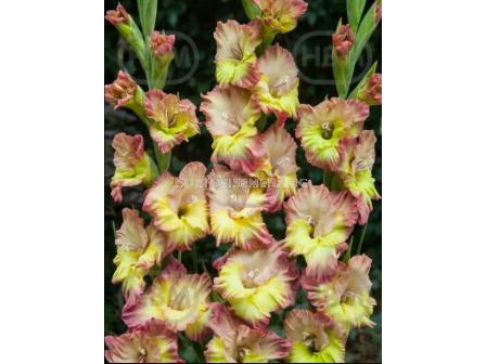 Гладиол Conca Verde - 1 бр. - 2