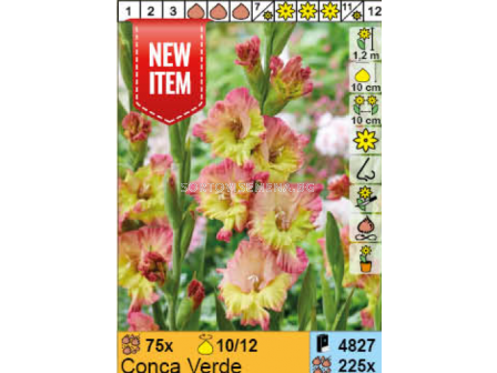 Гладиол Conca Verde - 1 бр. - 1