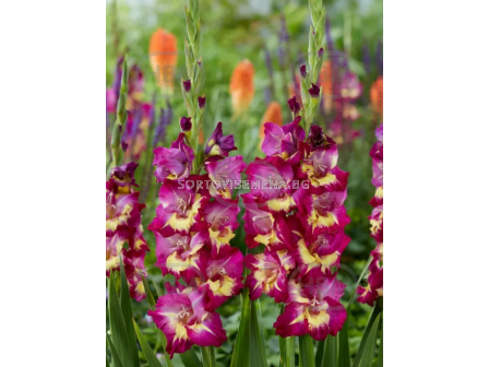 Гладиол Seahors - 1 бр. - 2