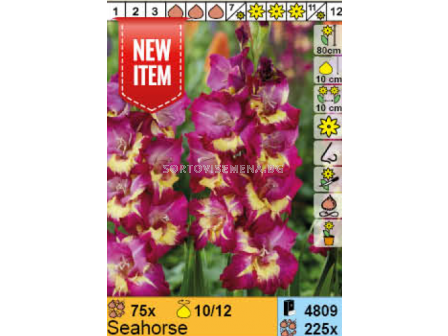 Гладиол Seahors - 1 бр. - 1