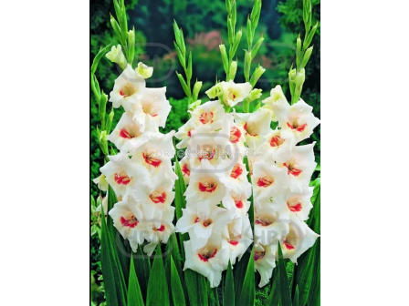 Гладиол Mary Housley - 1 бр. - 2