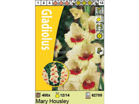Гладиол Mary Housley - 1 бр. - 1