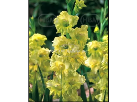 Гладиол Spring Green - 1 бр. - 1