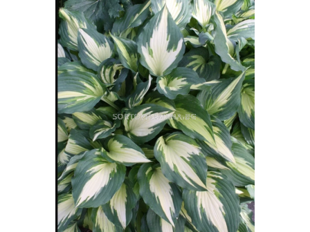 Хоста Christmas Candy - 1 бр.