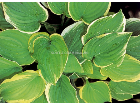 Хоста Fragrant Dream - 1 бр.