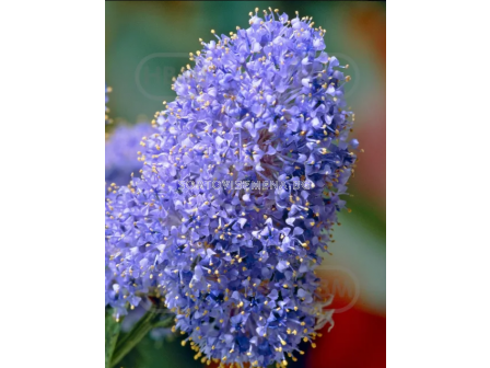 Цеанотус / Ceanothus Thyrsiflorus var. Repens - 1 бр. фиданка (30 см) - 1