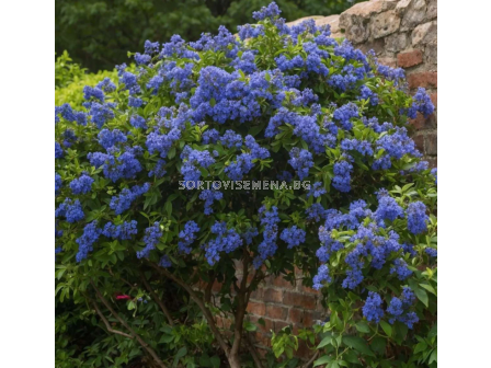 Цеанотус / Ceanothus Thyrsiflorus var. Repens - 1 бр. фиданка (30 см) - 2