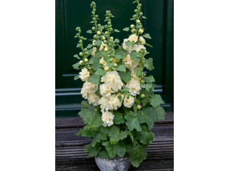 Ружа-джудже Lemon - 1 бр. фиданка (30 см)