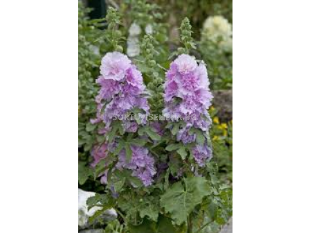 Ружа-джудже Purple - 1 бр. фиданка (30 см)