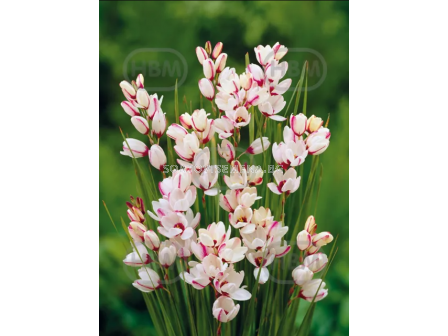 Иксия Spotlight - 1 оп.-10 бр. - 2