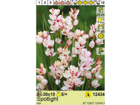 Иксия Spotlight - 1 оп.-10 бр. - 1