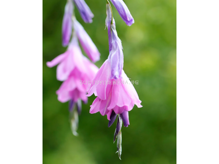 Диерама/ Dierama pulcherrimum -  1 бр. - 1