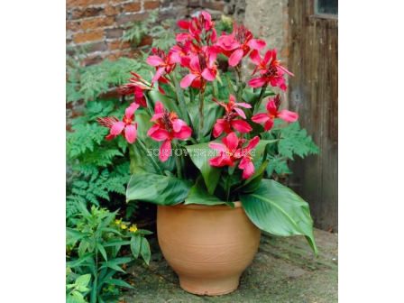 Канна ниска greenleaved Pink Beauty - 1 бр.