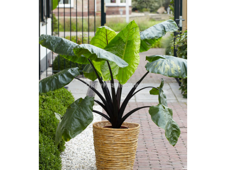 Колоказия (Таро) esculenta 18/+- 1 бр. - 2