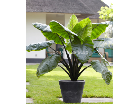 Колоказия (Таро) esculenta 18/+- 1 бр. - 1