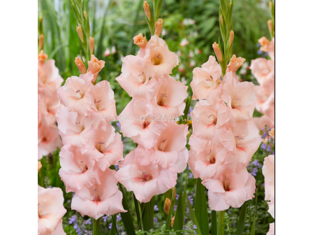 Гладиол large-flowered Apricot Beauty - 1 бр.