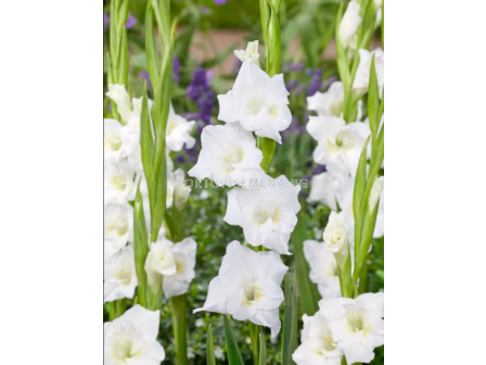 Гладиол large-flowered Argenta - 1 бр.