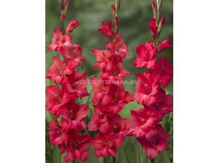 Гладиол large-flowered Berlioz - 1 бр.