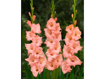Гладиол small-flowered Georgia Peach - 1 бр.