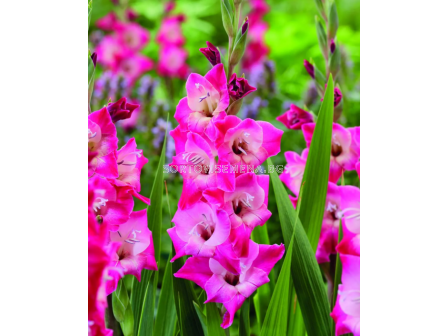 Гладиол small-flowered glamini Lizzy - 1 бр.